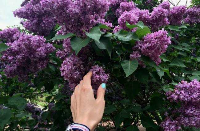 8 растений, которые никогда не следует обрезать осенью 8 растений, которые никогда не следует обрезать осенью