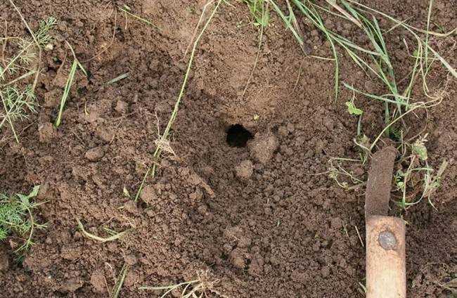 Как распознать змеиные норы у себя во дворе и что делать дальше Как распознать змеиные норы у себя во дворе и что делать дальше