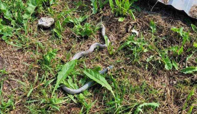 Как распознать змеиные норы у себя во дворе и что делать дальше Как распознать змеиные норы у себя во дворе и что делать дальше