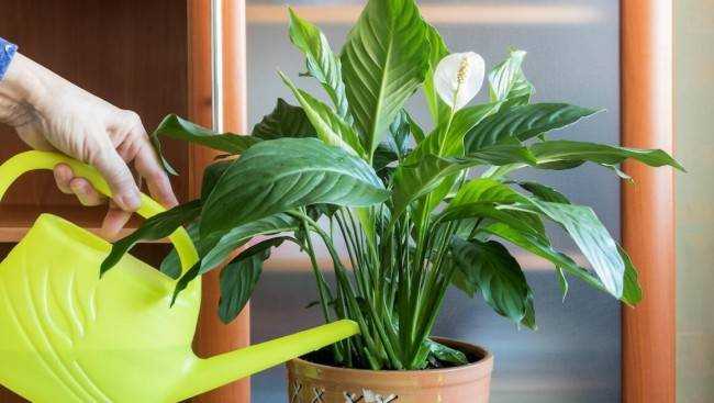 Как и когда удобрять комнатные растения Как и когда удобрять комнатные растения