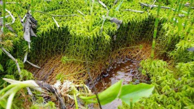 Сфагновый мох, что это такое и как его использовать