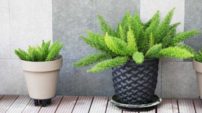 5 уникальных комнатных растений