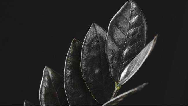 5 уникальных комнатных растений