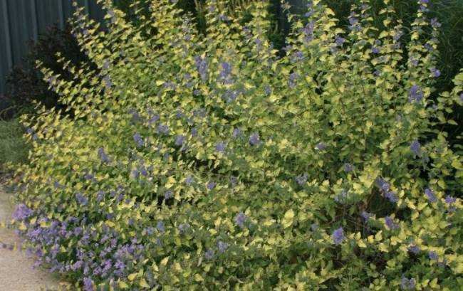 8 растений, которые никогда не следует обрезать осенью 8 растений, которые никогда не следует обрезать осенью