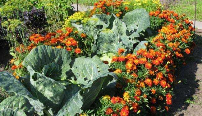 8 натуральных средств для борьбы с вредителями в саду 8 натуральных средств для борьбы с вредителями в саду