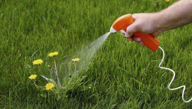 7 эффективных способов борьбы с сорняками 7 эффективных способов борьбы с сорняками