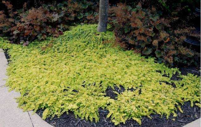 12 вариантов замены газона, не требующих особого ухода