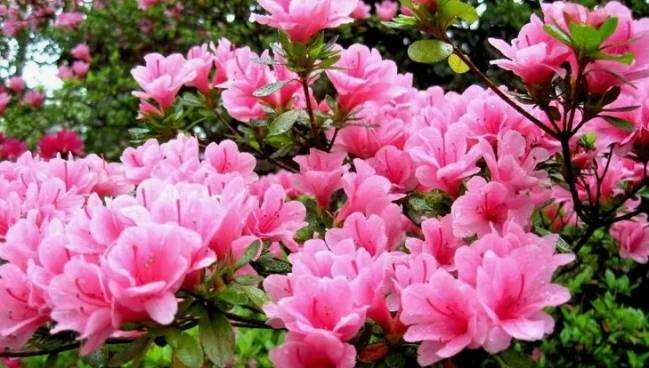 8 растений, которые никогда не следует обрезать осенью 8 растений, которые никогда не следует обрезать осенью