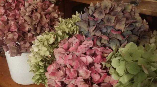 Как высушить и сохранить цветы гортензии