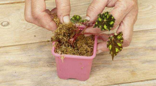 Сфагновый мох, что это такое и как его использовать