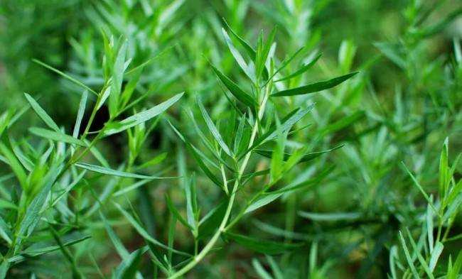 14 трав, которые растут в тени