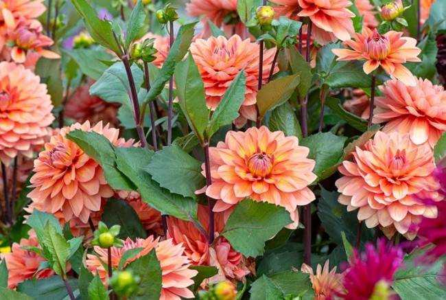 Как размножать георгины