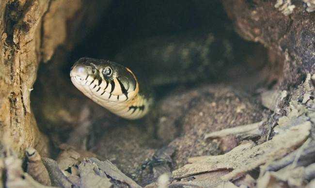 Как распознать змеиные норы у себя во дворе и что делать дальше Как распознать змеиные норы у себя во дворе и что делать дальше