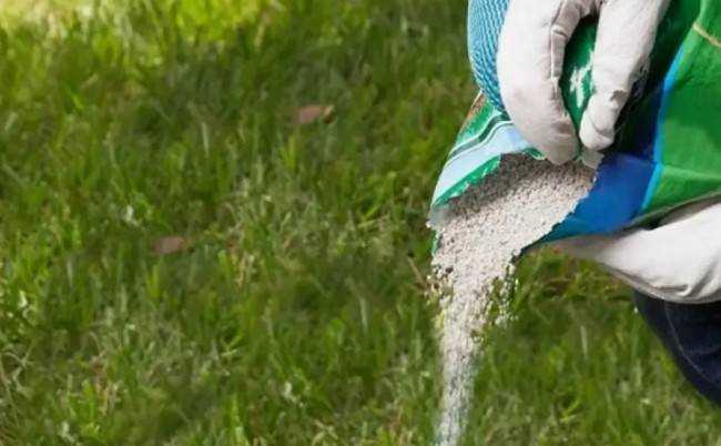 Как часто удобрять газон