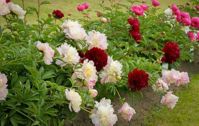 8 растений, которые никогда не следует обрезать осенью 8 растений, которые никогда не следует обрезать осенью