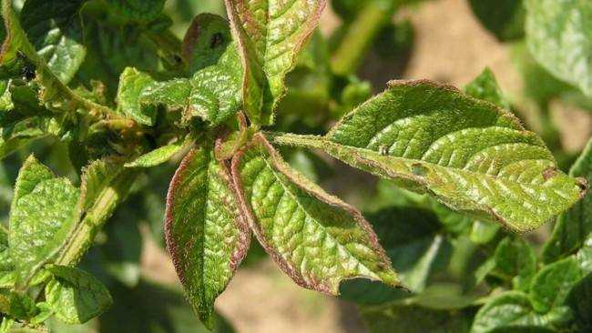 4 признака нехватки кальция у растений