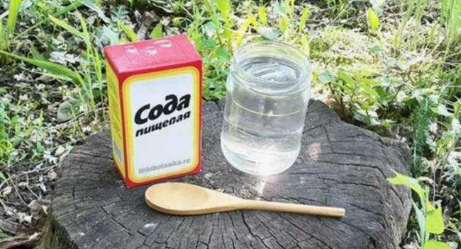 5 популярных приемов борьбы с вредителями, которые не работают 5 популярных приемов борьбы с вредителями, которые не работают