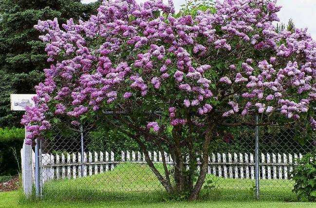 Как ухаживать за кустом сирени Как ухаживать за кустом сирени